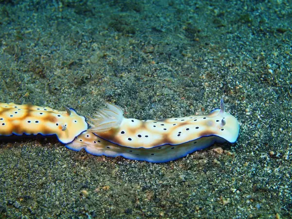 True sea slugs, Island Bali, Lovina reef — Stock Photo, Image