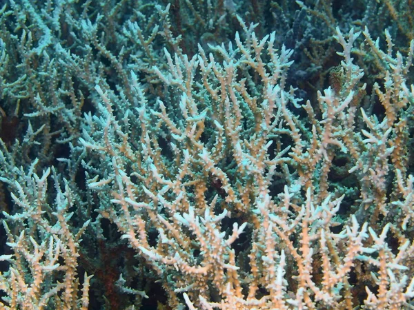 Coral de piedra, Isla Bali, Arrecife de Lovina — Foto de Stock