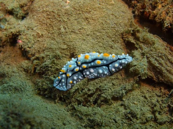 真正的海蛞蝓，巴厘岛，罗维纳礁 — 图库照片