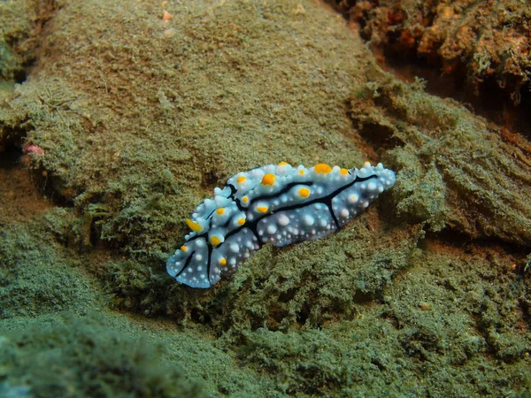 Echte Meeresschnecke, Insel Bali, Lovina Riff — Stockfoto