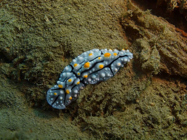 Verdadera babosa marina, Isla Bali, Arrecife de Lovina — Foto de Stock