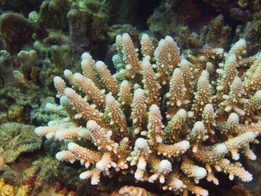 Taş, Adası Bali Lovina mercan