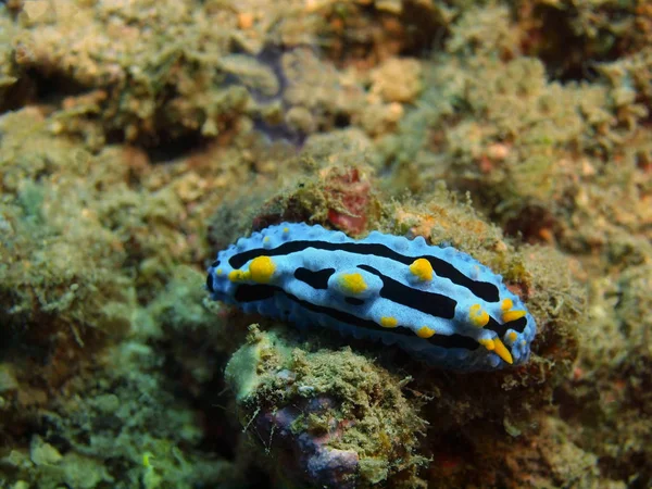 Echte Meeresschnecke, Insel Bali, Lovina Riff — Stockfoto