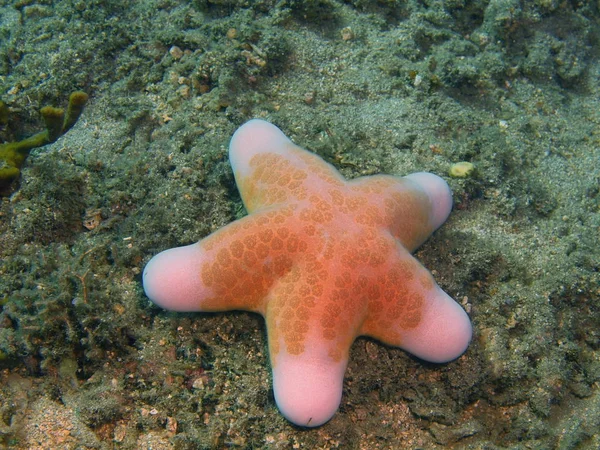 Estrella de mar, Isla de Bali, Arrecife de Lovina —  Fotos de Stock