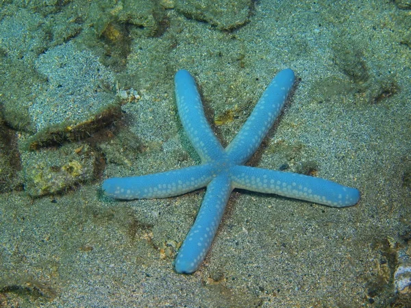 Starfish, Island Bali, Lovina reef — Stock Photo, Image