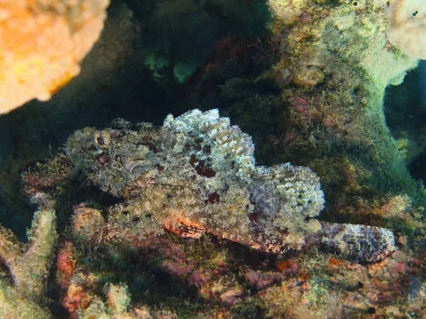 Scorpionfish, île de Bali, récif Lovina — Photo