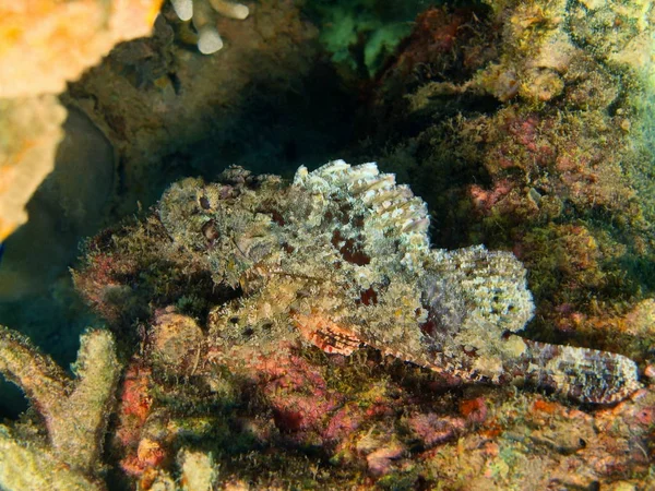 Scorpionfish, Adası Bali Lovina resif — Stok fotoğraf