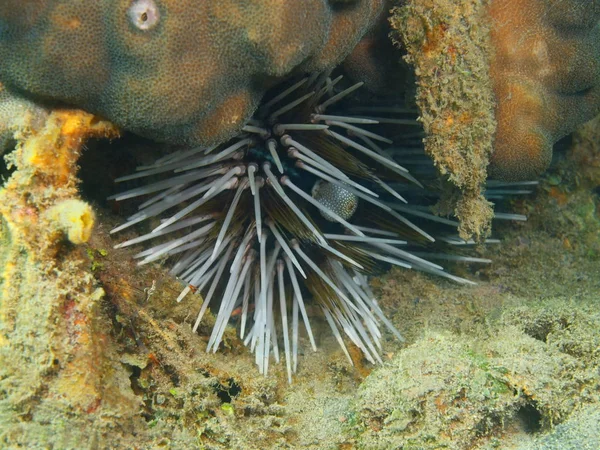 Sjöborre, ön Bali, Lovina reef — Stockfoto