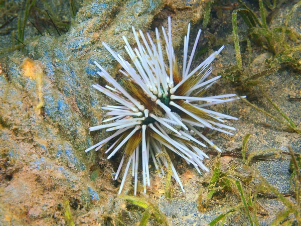 Oursin de mer, île de Bali, récif Lovina — Photo