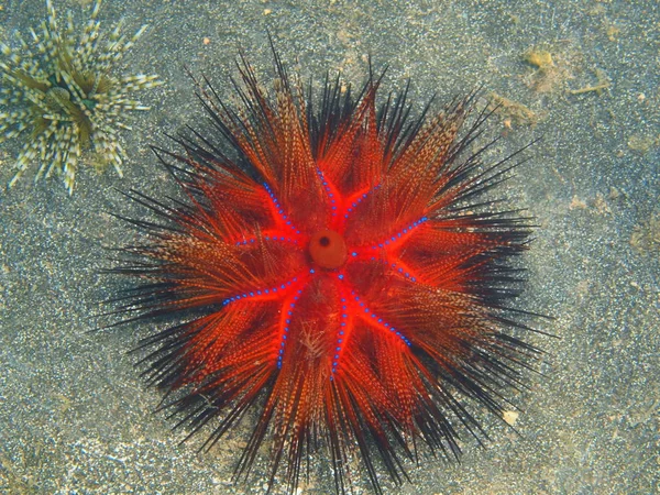 Sea urchin, Island Bali, Lovina reef — Stock Photo, Image