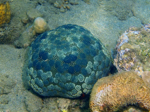 Étoile de mer, île de Bali, récif Lovina — Photo