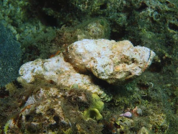 Piedra de pescado, Isla de Bali, Arrecife de Lovina — Foto de Stock