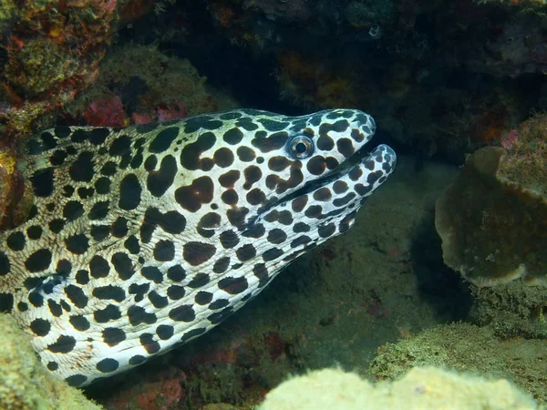 Moray eel, Island Bali, Lovina reef — Stock Photo, Image