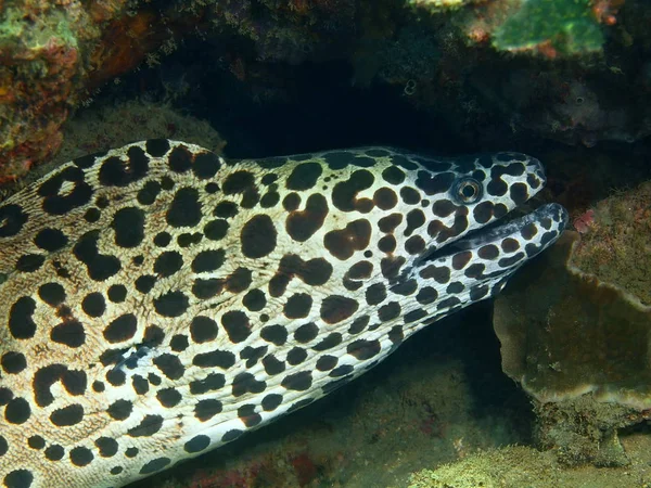 Moray ål, ön Bali, Lovina reef — Stockfoto