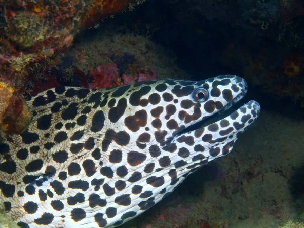 Enguia Moray, Ilha Bali, Recife de Lovina — Fotografia de Stock