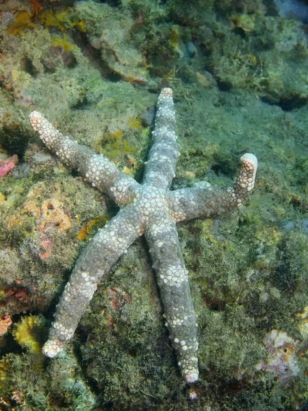 Étoile de mer, île de Bali, récif Lovina — Photo