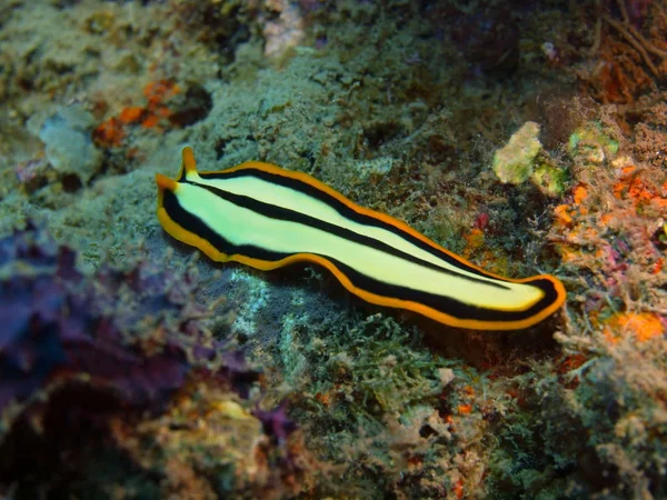 Kurguya, Adası Bali Lovina resif