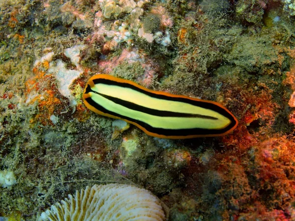 Flatworm, Island Bali, Lovina reef — Stock Photo, Image