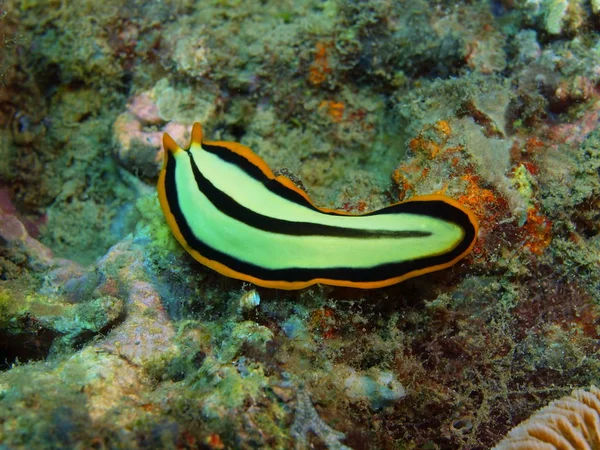 Flatworm, Isla de Bali, Arrecife de Lovina — Foto de Stock