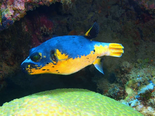 Boxfish, Island Bali, Lovina reef — Stock Photo, Image