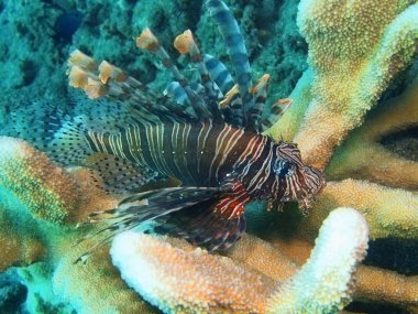 Scorpionfish, Adası Bali Lovina resif