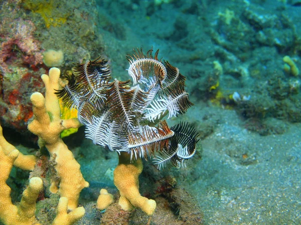 Crinoid, ostrov Bali Lovina útes — Stock fotografie