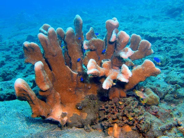 Coral de piedra, Isla Bali, Arrecife de Lovina — Foto de Stock
