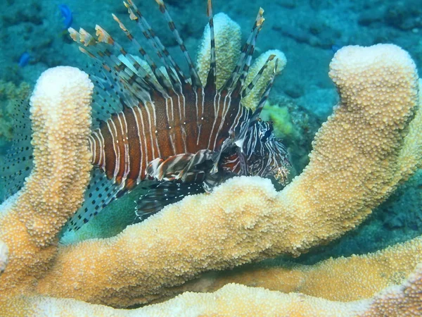 Scorpionfish, Ilha Bali, Recife de Lovina — Fotografia de Stock