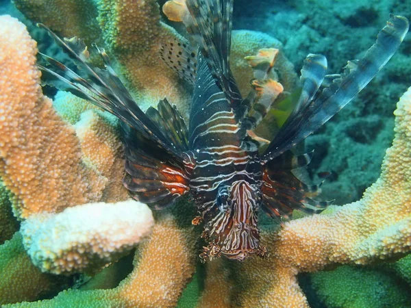 Scorpionfish, Wyspa Bali, Lovina rafa — Zdjęcie stockowe