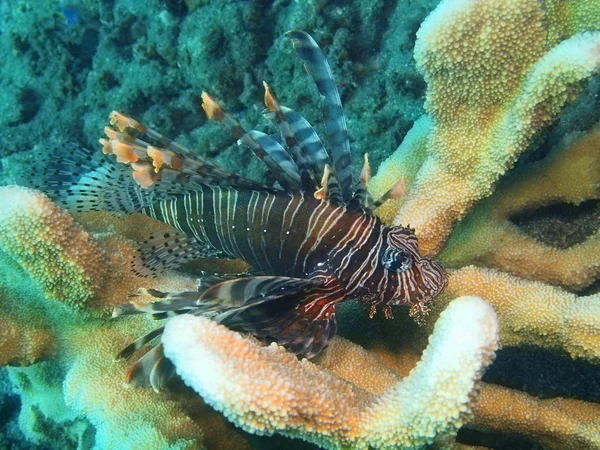Scorpionfish, Wyspa Bali, Lovina rafa — Zdjęcie stockowe