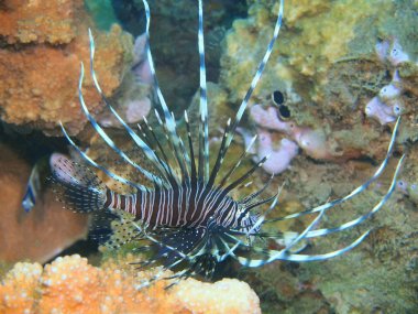 Scorpionfish, Adası Bali Lovina resif