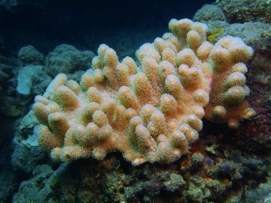 Yumuşak, Adası Bali Lovina mercan