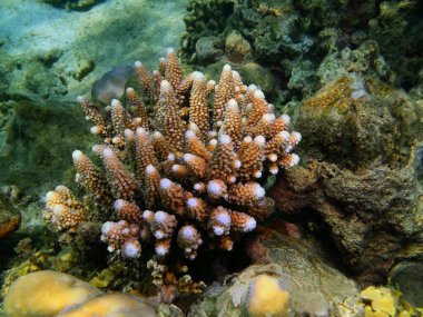 Taş, Adası Bali Lovina mercan