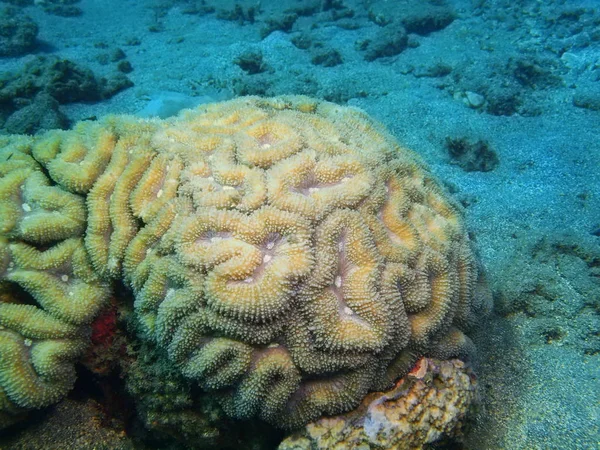 Каменные кораллы, остров Бали, риф Ловина — стоковое фото