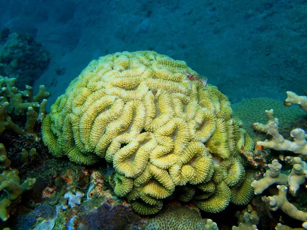 Stenen koraal, eiland Bali, Lovina rif — Stockfoto
