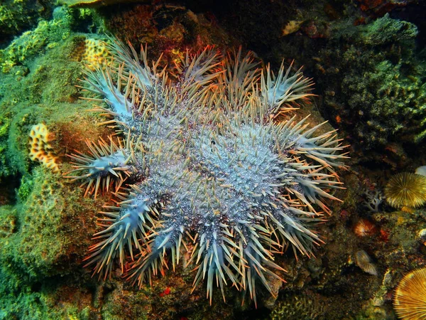 Starfish, Island Bali, Lovina reef — Stock Photo, Image