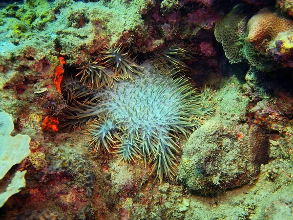 Starfish, Island Bali, Lovina reef — Stock Photo, Image