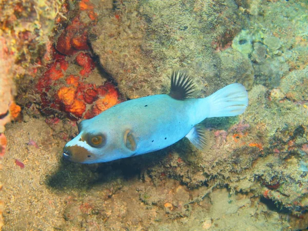 Boxfish, ön Bali, Lovina reef — Stockfoto