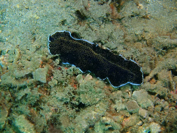 Плоский червь, остров Бали, риф Ловина — стоковое фото