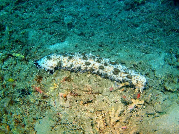 Deniz hıyarı, Adası Bali Lovina resif