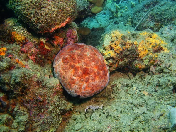 海星，巴厘岛，罗维纳礁 — 图库照片