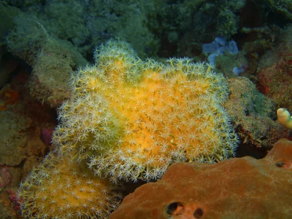 Coral mole, Ilha Bali, Recife de Lovina — Fotografia de Stock