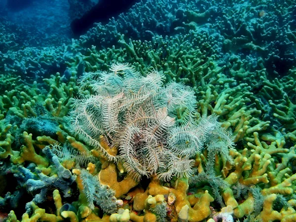 Crinoide, Isla Bali, Arrecife de Lovina —  Fotos de Stock