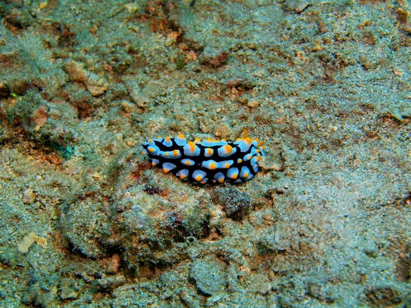 True sea slug, Island Bali, Lovina reef — Stock Photo, Image