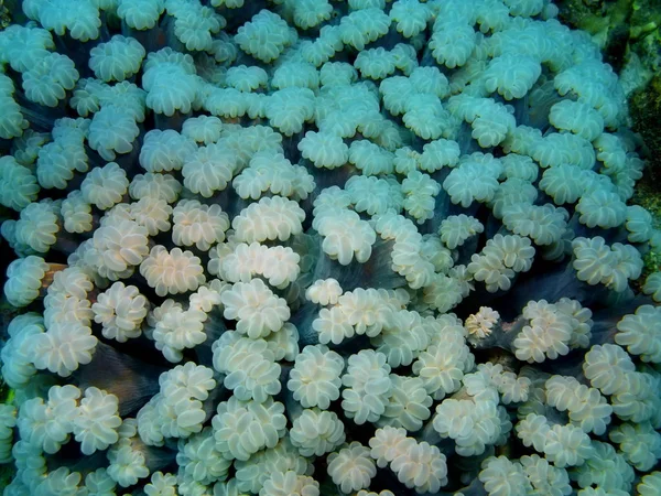 Yumuşak, Adası Bali Lovina mercan — Stok fotoğraf