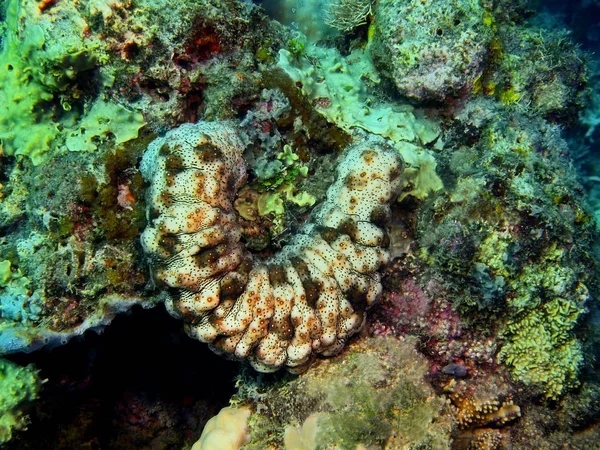 Sea cucumber, Island Bali, Lovina reef