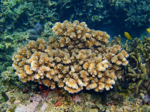 Stenen koraal, eiland Bali, Lovina rif — Stockfoto