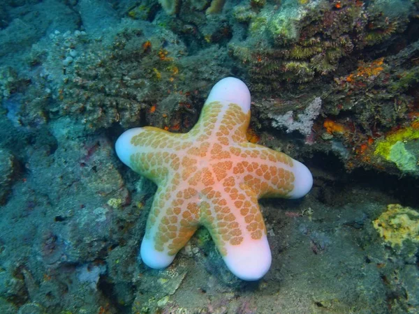 Deniz yıldızı, Adası Bali Lovina resif — Stok fotoğraf