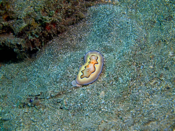 Настоящий морской слизняк, остров Бали, риф Ловина — стоковое фото