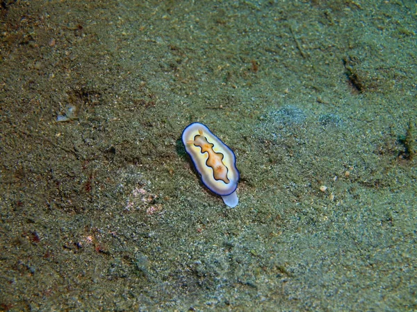 True sea slug, Island Bali, Lovina reef — Stock Photo, Image